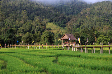 Rural Green rice fields and bamboo bridge in Pai , Mae Hong Son province.