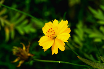 Sulfur Cosmos