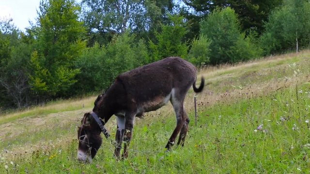 donkey graze grass on the  mountain