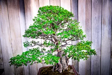 Papier Peint photo autocollant Bonsaï Catlin Elm bonsai tree