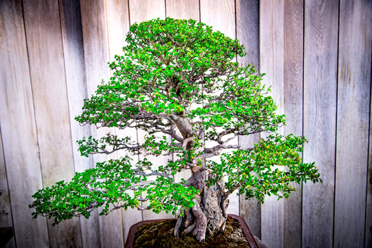 Catlin Elm bonsai tree