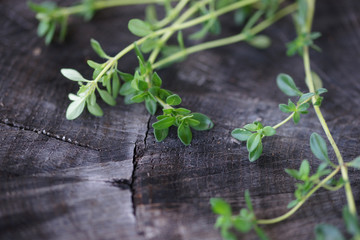Thymus sprouts closeup