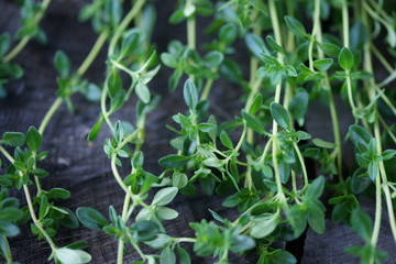 Thymus sprouts closeup