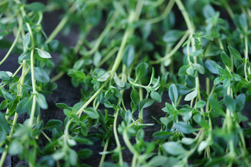 Thymus sprouts closeup