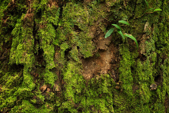 Green moss growing on driftwood, Ever green plant background and texture