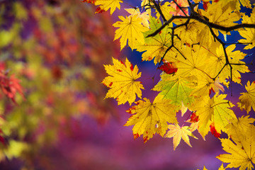 beautiful conlorful maple leaf vibrant tree in Japan travel autumn season, Japan