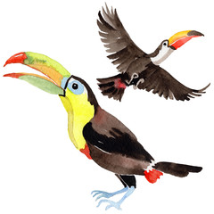 Sky bird toucan in a wildlife by watercolor style isolated. Wild freedom, bird with a flying wings. Aquarelle bird for background, texture, pattern, frame, border or tattoo.