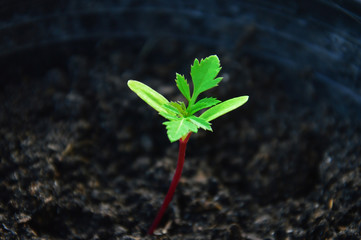 Sprout of marigold flower.