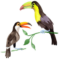 Sky bird toucan in a wildlife by watercolor style isolated. Wild freedom, bird with a flying wings. Aquarelle bird for background, texture, pattern, frame, border or tattoo.