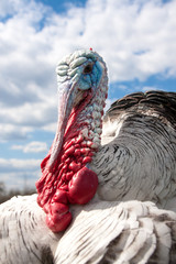 turkey male or gobbler closeup on the cloudy sky background