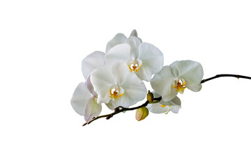 Fototapeta na wymiar White Delicate orchid blooming isolated on white background. Blooming branch of Phalaenopsis White orchid flower.