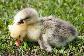 Two little domestic gosling in green grass