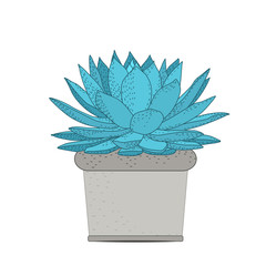 Succulent plant in rustic pot. Green blue turquoise fleshy thick leaves. Stem with small grey flowers bloom blossom. Water storage tissue. Isolated on white background. Vector design illustration.