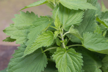 nettle weed leaves