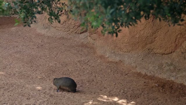 The rock hyrax (Procavia capensis)