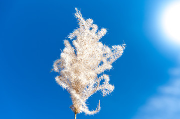 dandelion-with-blue-sky