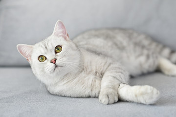 Lovely cat with gray-white hair on sofa