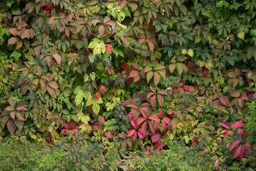 green wall in garden in fall season - 167877401