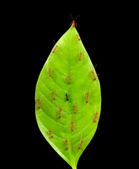 Black ant among red ants on leaf , different concept