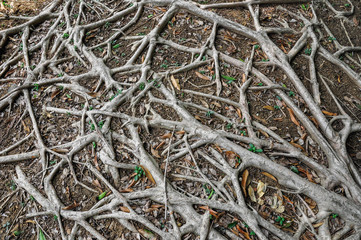 Roots of a huge tree