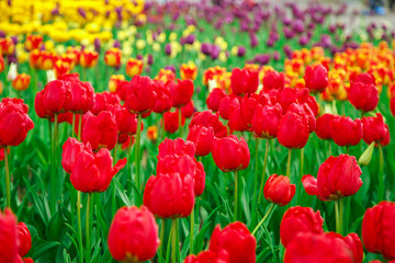  Amazing view of colorful  tulips in the garden.