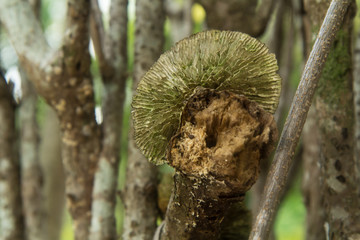 wild mushroom
