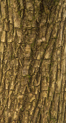 Fototapeta premium tree bark close up