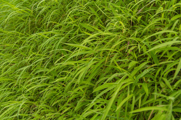 Grass 