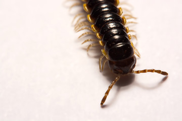 Close-up/Macro Focus of the  photo centipedes on white background