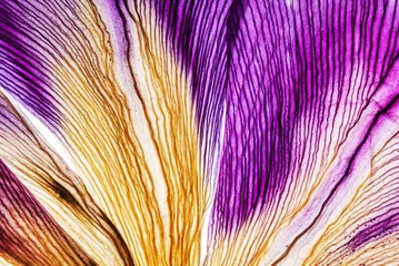 Aluminium Prints Iris iris petals closeup