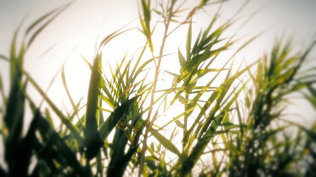Seeing the sun and light flares through a row of moving reeds. Relaxing scene, detail shot, warm colors and external blur.
