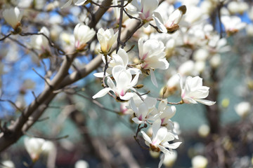 Magnolia tree blossom under blue sky