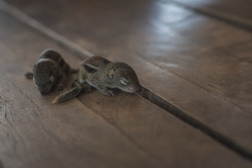 Two  the baby squirrel are in the wood