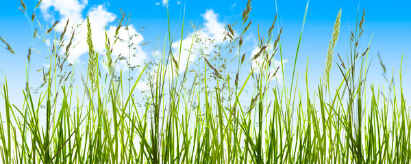 gräser, gras, wiese vor blauem himmel, panorama