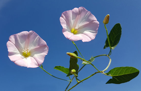 Ackerwinde; Convolvulus, arvensis;