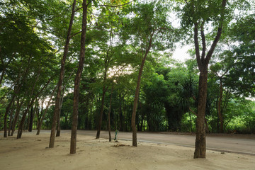Obraz premium tree near the road