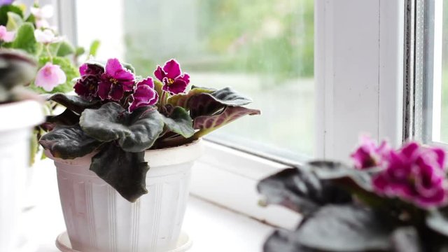 Woman remove flower pots with beautiful, blooming, tender violet, red, pink violets bloom on the windowsill