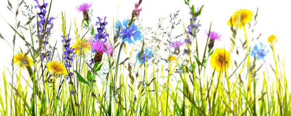 Panele Szklane  kolorowa łąka kwiatowa na białym tle, panorama