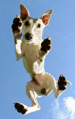 White Whippet male dog seen from below, standing on a plexiglass plate.