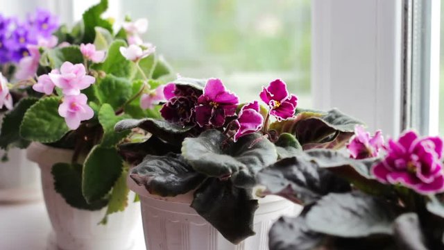 Beautiful, blooming, tender violet, red, pink violets bloom in a pot on the windowsill