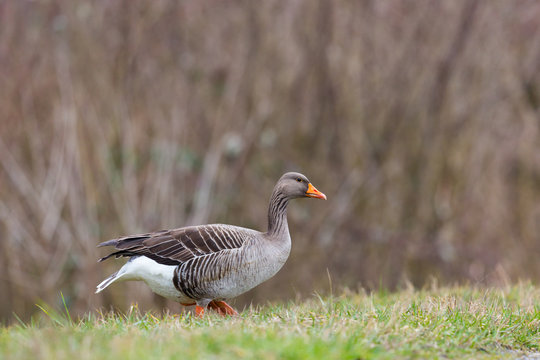portrait of gray goose (anser anser) standing in green grass
