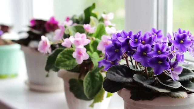 Beautiful, blooming, tender violet, red, pink violets bloom in pot on the windowsill close up