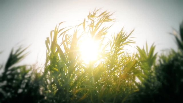 Seeing the sun and light flares through a row of moving reeds. Relaxing scene, close-up shot, warm colors and external blur.
