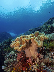 Leather coral, Lederkoralle (Alcyoniidae)