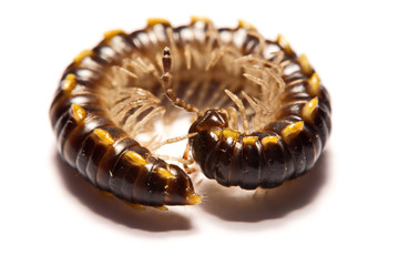 Close-up/Macro Focus of the  photo centipedes on white background