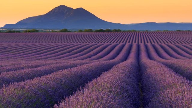 Panning shot of lavender field in the morning. Valensole Plateau. Provence, France
