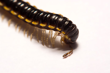 Close-up/Macro Focus of the  photo centipedes on white background