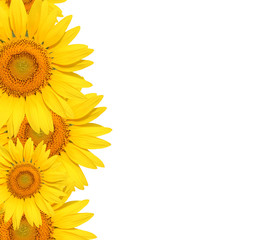 sunflower on white background 4