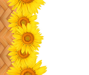 Sunflowers on bamboo handicrafts isolate on white bamboo background