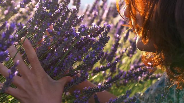 Woman smelling violet lavender flowers at lavender field
